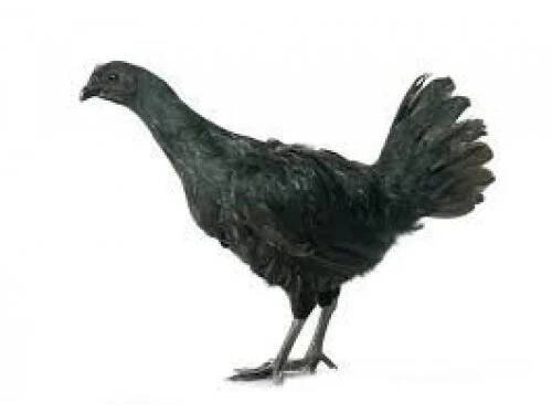 Slepice Ayam Cemani - Slepičář