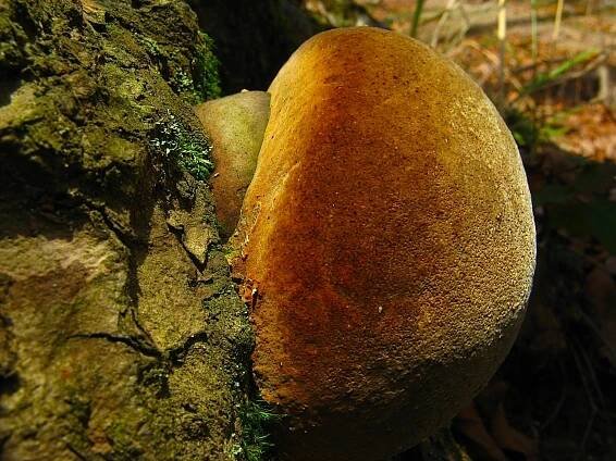 Phellinus hartigii - ohňovec Hartigův
