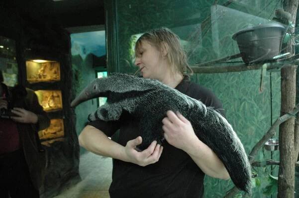 Malá mravenečnice baví návštěvníky zoo z mámina hřbetu
