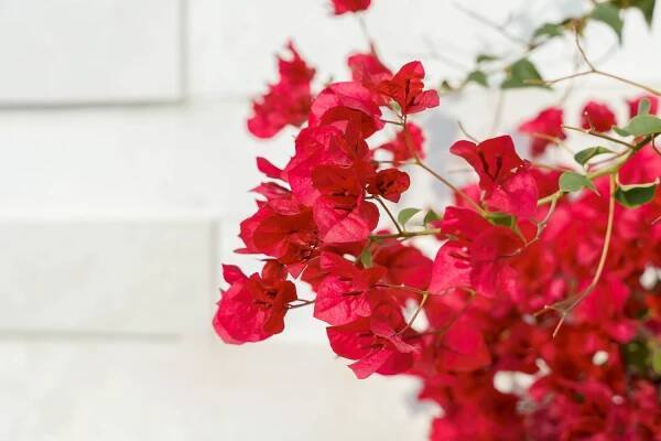 Bougainvillea 