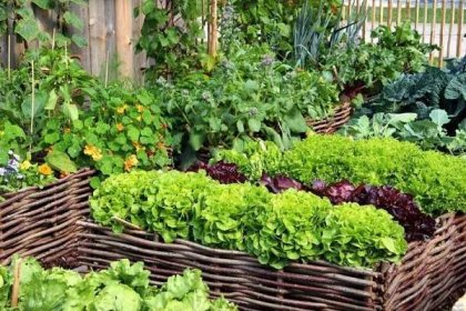 60 nápadů pro krásnou a produktivní zahradu 