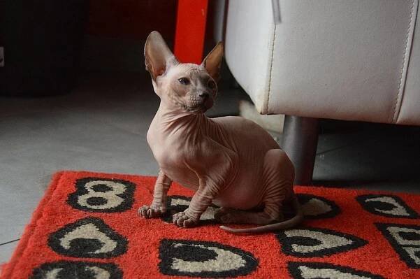 Sphynx koťata k prodeji