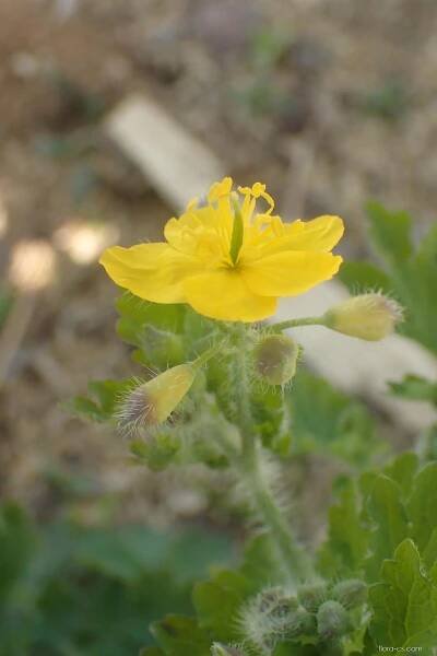 Vlaštovičník větší (Chelidonium majus)