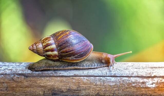 Dealing With Pesky Garden Pests: Snails and Slugs