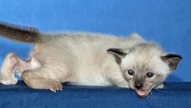 Asteria’s third litter at three weeks