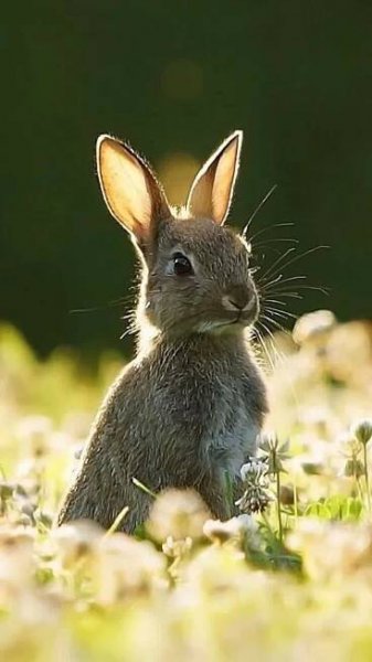 Pin by Richard on Beautiful Animals....RAH | Cute animals, Animals, Cute baby animals