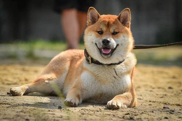 Akita Inu potřebuje pevnou ruku