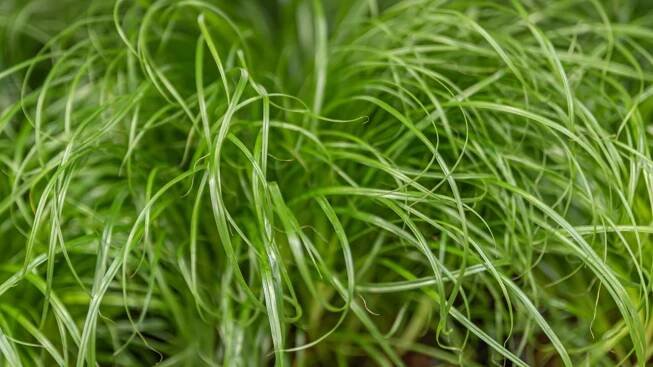 Cyperus zumula