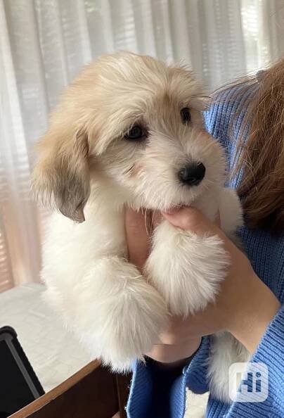 Prodám štěňata COTON DE TULEAR - bazar - Hyperinzerce.cz