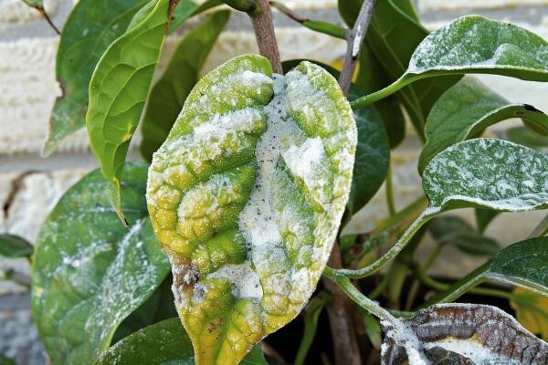 What is powdery mildew on plants?