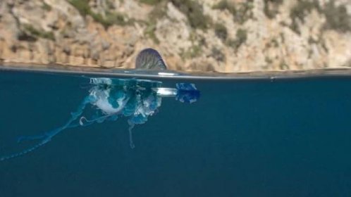 Prudce jedovatá měchýřovka zabíjela u Sardinie, kam jezdí turisté