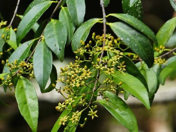 Loeseneriella barbata