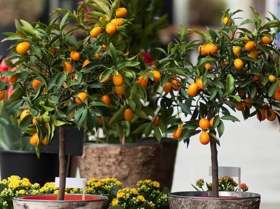 When to fertilize citrus trees – plus expert tips on how to do it
