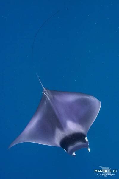 Spinetail Devil Ray (Mobula mobular)