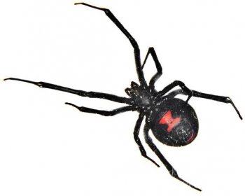 černá vdova pavouk - snovačka jedovatá - stock snímky, obrázky a fotky