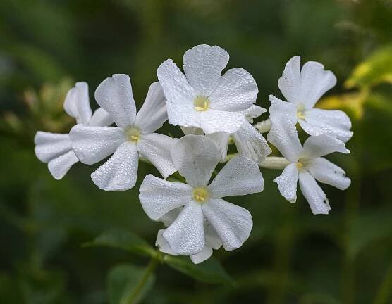 File:Phlox paniculata 'Fujiyama' (d.j.b.) 01.jpg