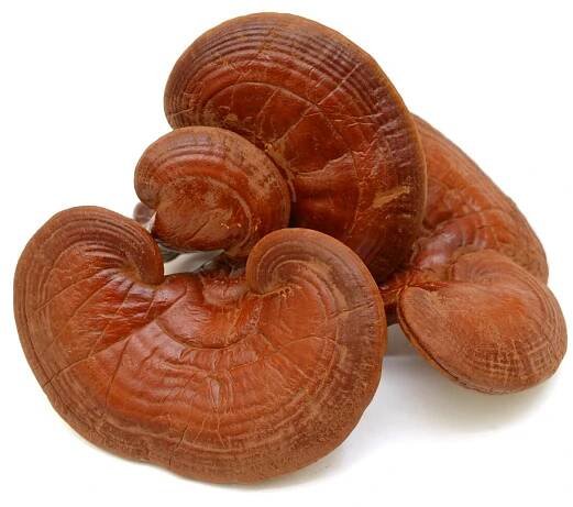 Twelve Rivers Functional Mushroom Extract Powder | 70 Grams
