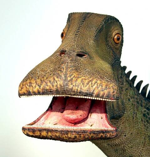 anterior left Nigersaurus.jpg