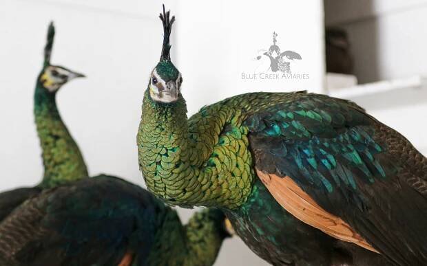 Peafowl — Blue Creek Aviaries
