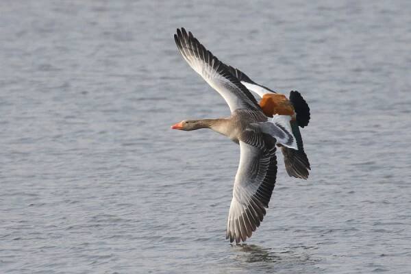 FOTOZÁPISNÍK – 2. stránka – birdwatcher.cz