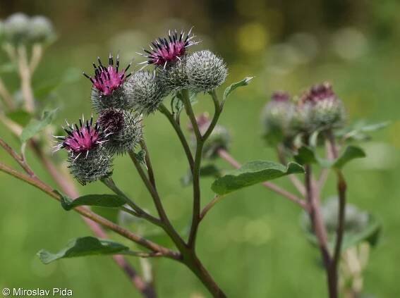 Atlas - fotogalerie: arctium tomentosum; 1