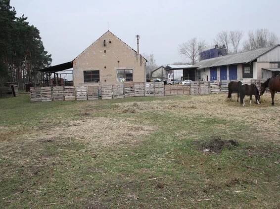 Koňská jatka v jezdeckém klubu! Poníka stáhli z kůže