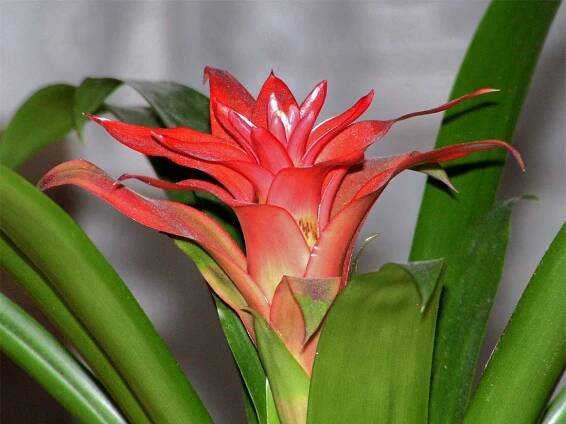 Bromélie Aechmea fasciata