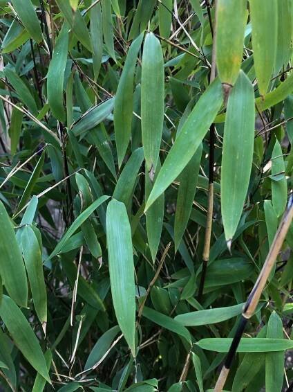 PHYLLOSTACHYS AUREOSULCATA ´´AUREOCAULIS´´ - Bambusy.cz