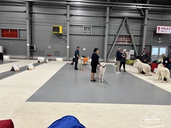 PRAGUE EXPO DOG PRAHA TRIO CACIB – 1.12. 2024 - BABYLON BOHEMIA