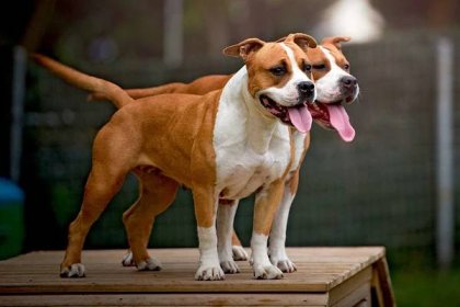 two brown and white american stafford terriers standing on a wood platform with their tongues out