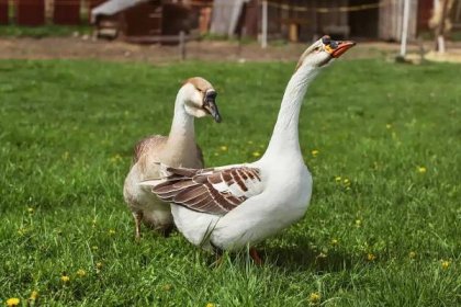 Domesticated Geese (Anser anser domesticus)
