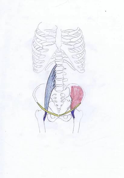 iliacus psoas major