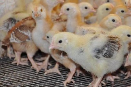 Kuřata slepic a brojlerů: vývoj kuřete ve vejci ve dne