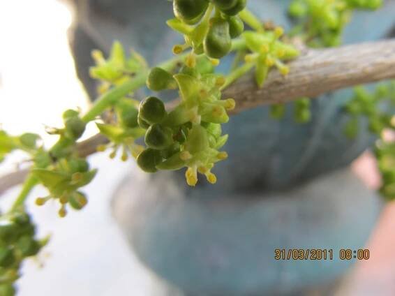 Tinospora cordifolia – eFlora of India