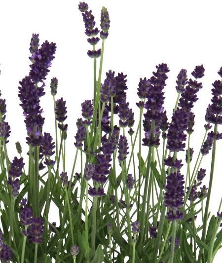 OBI Levandule "Felice Light Purple" průměr květináče cca 17 cm Lavandula nakoupit u OBI