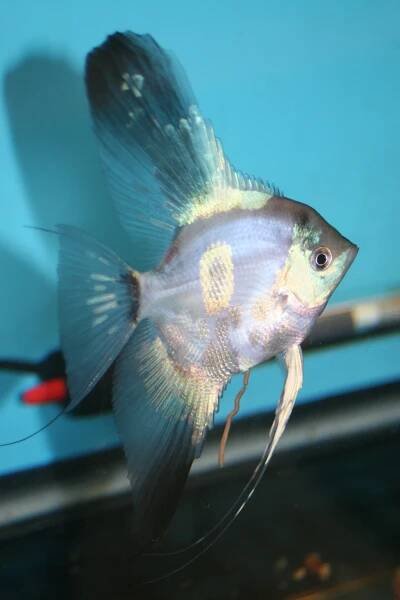 Shop | Live Rare Angelfish For Sale - Angelmania