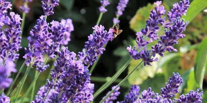 Březnový výsev léčivých bylin: Levandule lékařská (Lavandula angustifolia) je všestrannou rostlinou, která nám nabízí krásný vzhled a okouzlující vůni, ale také spousty pozitivních léčivých účinků. 2