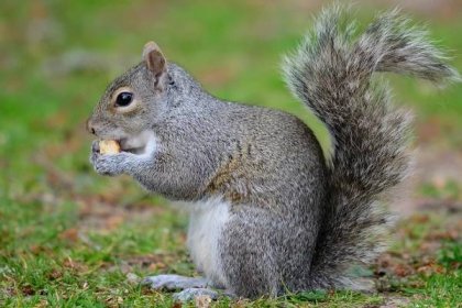 šedá veverka jíst ořech - veverka popelavá veverkou stromovou - stock snímky, obrázky a fotky