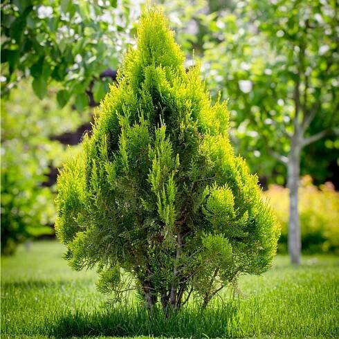 Túje – Thuja plicata – osivo túje