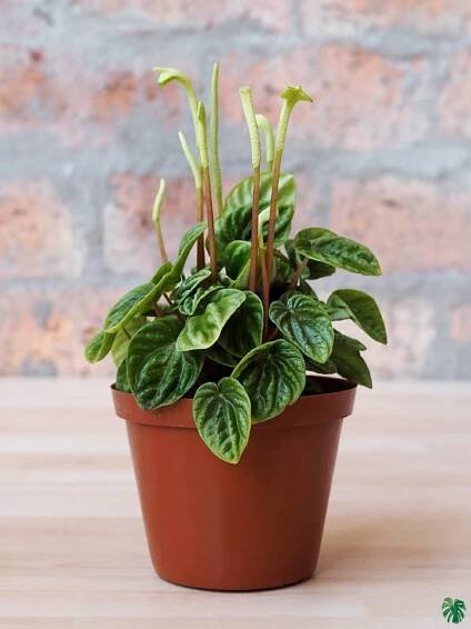 Buy Peperomia Caperata ‘Lilian Ripple’