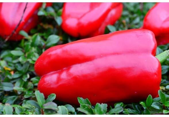 STUFF ENUFF je skutečná maxi paprika s velkými červenými plody.