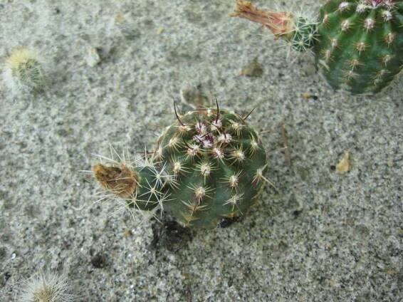 Echinocereus viridiflorus SB872