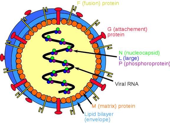 Henipavirus – Wikipedia