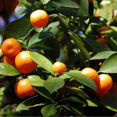 Pomerančovník zakrslý – Citrus mitis – osivo pomerančovníku