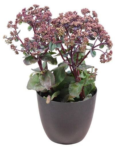 Rozchodník nachový Seduction Rosé Soirée květináč 12cm (861001079) | Truhlikov.cz 