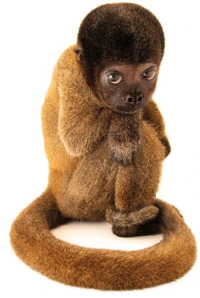 a gray woolly monkey