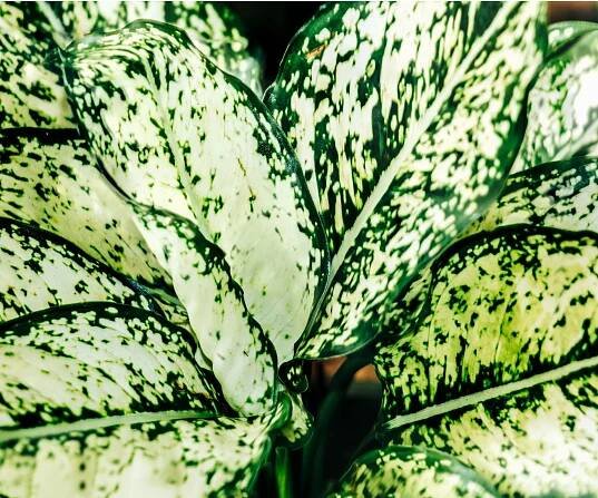 Aglaonema white kiwi