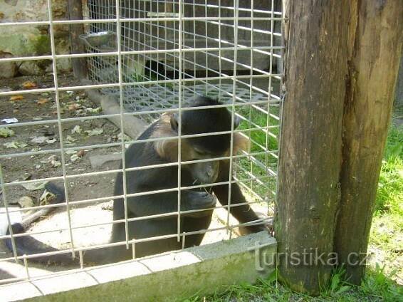 ZOO Dvorec u Borovan