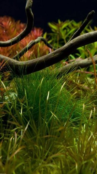Eleocharis parvula - bahnička drobná
