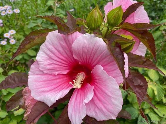 Ibišek bahenní (Hibiscus moscheutos)